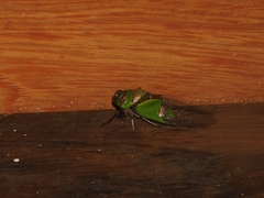 Hemisciera maculipennis