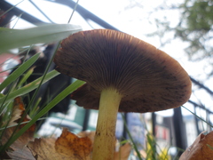 Hypholoma capnoides