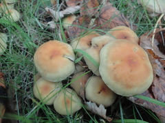 Hypholoma capnoides