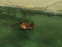 Hemisciera maculipennis