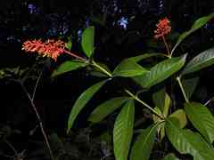 Palicourea triphylla