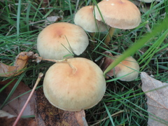 Hypholoma capnoides