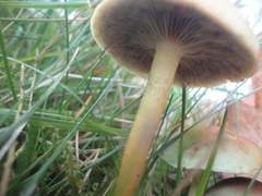 Hypholoma capnoides