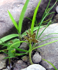 Cyperus diandrus