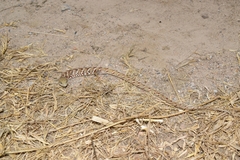 Gerrhonotus liocephalus