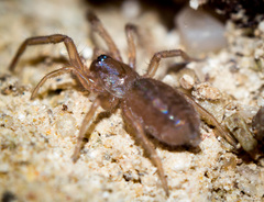 Gnaphosidae