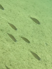 Copadichromis cyaneus