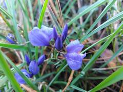 Polygala microphylla