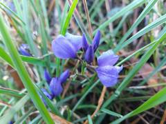 Polygala microphylla