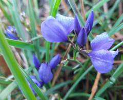 Polygala microphylla