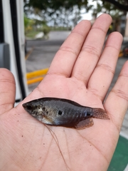 Trichopodus trichopterus