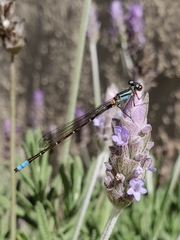 Coenagrionidae