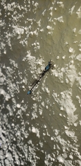 Coenagrionidae