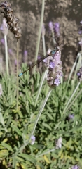 Coenagrionidae