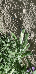 Coenagrionidae