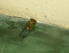 Hemisciera maculipennis