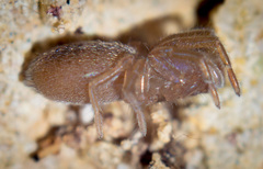 Gnaphosidae