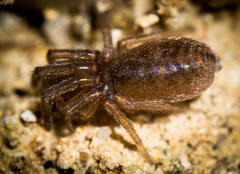 Gnaphosidae