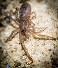 Gnaphosidae