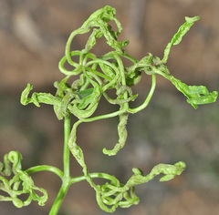 Aceria vitalbae