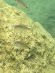 Copadichromis cyaneus