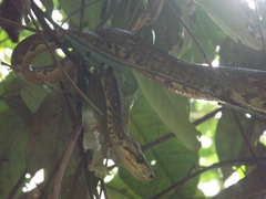 Corallus ruschenbergerii