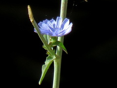 Cichorium intybus intybus