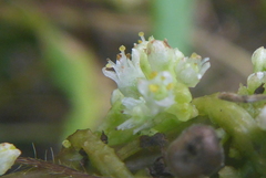 Cuscuta coryli