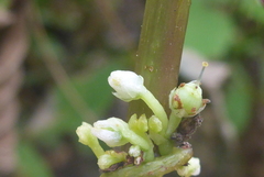 Cuscuta coryli