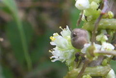 Cuscuta coryli