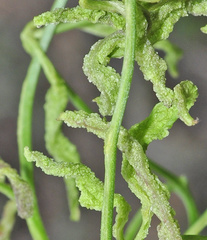 Aceria vitalbae