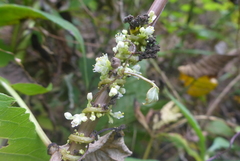Cuscuta coryli