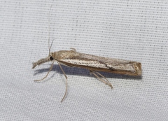 Agriphila attenuatus