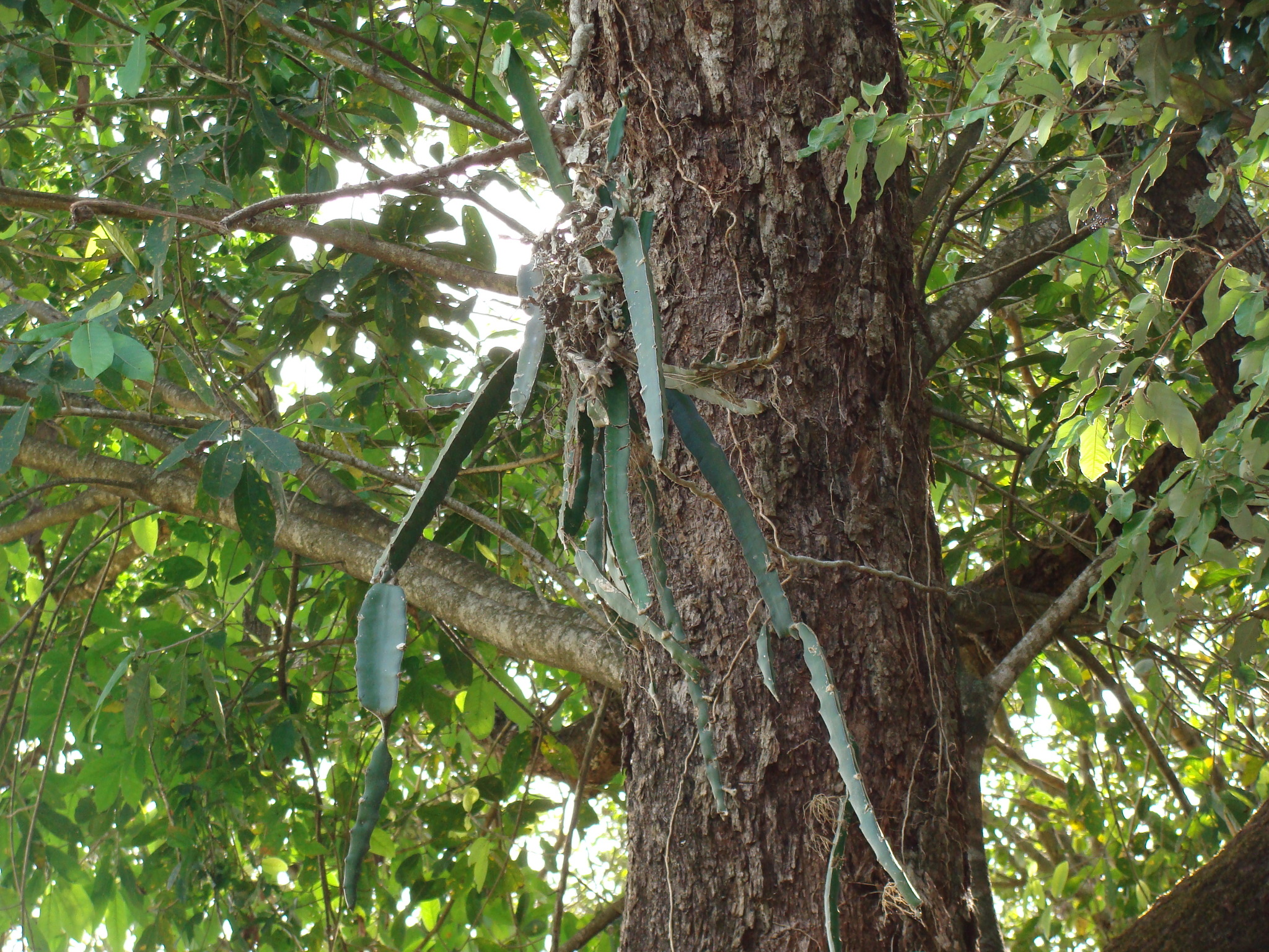 Hylocereus triangularis