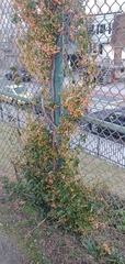 Magnoliopsida
