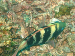 Chlorurus troschelii