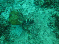 Chlorurus troschelii