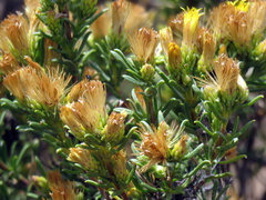 Pteronia tricephala