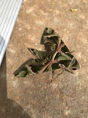 Daphnis nerii