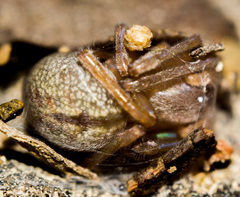 Cheiracanthium