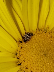 Anthrenus verbasci