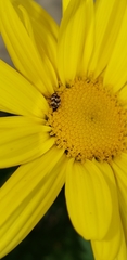 Anthrenus verbasci
