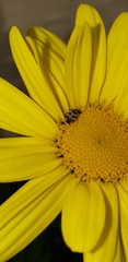 Anthrenus verbasci