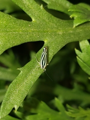 Sibovia sagata