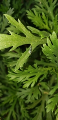 Sibovia sagata