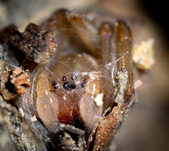 Cheiracanthium