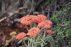 Crassula perfoliata coccinea