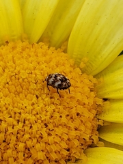 Anthrenus verbasci