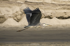 Ardea cinerea