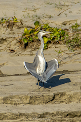 Ardea cinerea